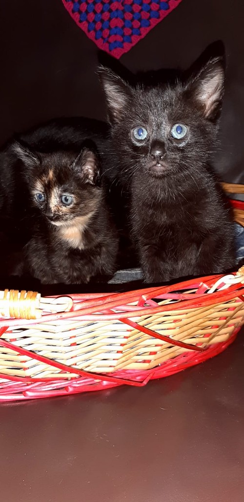 Regalo due bellissimi gattini